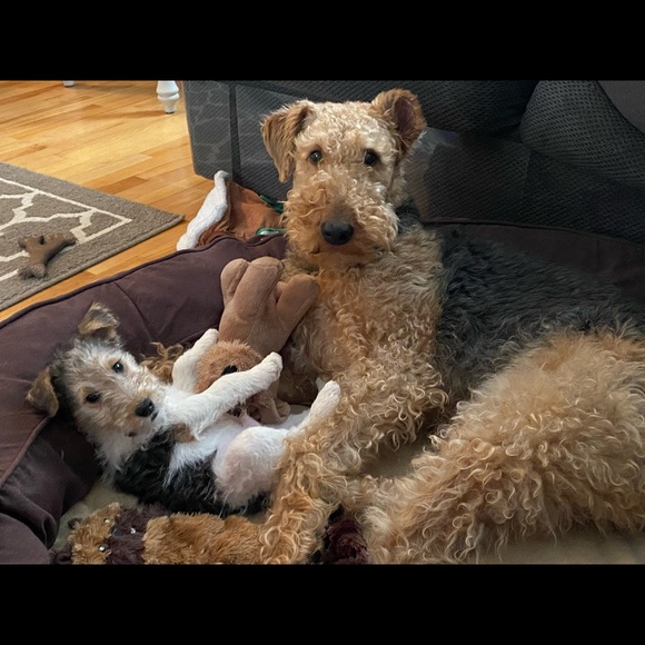 Meet your Posher, Vanessa - Picture 4 of 9